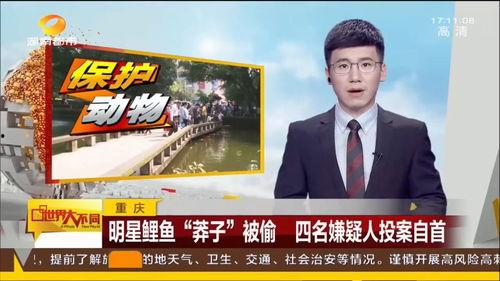 偷重庆明星鱼,一场奇特的美食冒险之旅