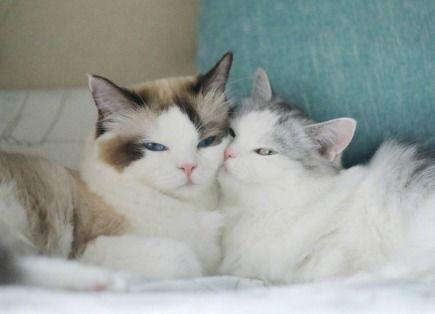 网红猫老花图片,萌态可掬的治愈系猫咪