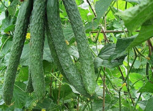 刮宫之后吃梨瓜吗